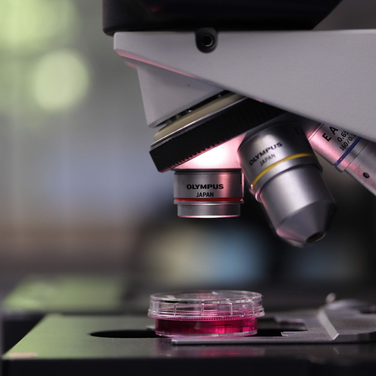 Microscope de laboratoire braqué sur un échantillon dans une boîte de Petri